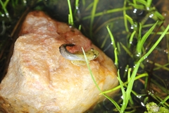 Anura