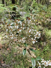 Olearia myrsinoides