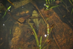 Anura