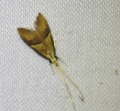 Crocanthes prasinopis