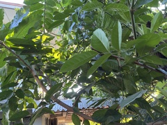 Artabotrys siamensis