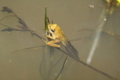 Anura