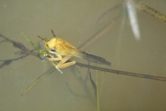 Anura