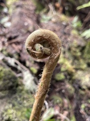 Cibotium glaucum