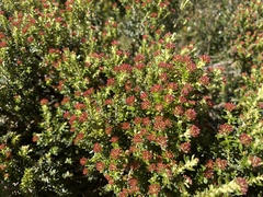 Ozothamnus alpinus