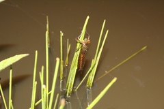 Anisoptera