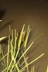 Anisoptera