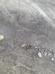 Tetraponera rufonigra