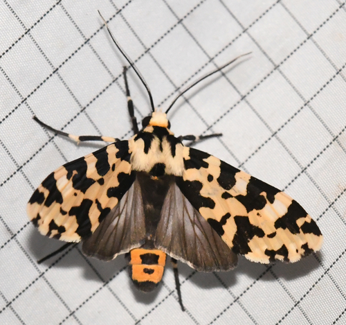 Eucereon consorta