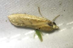 Earias huegeliana