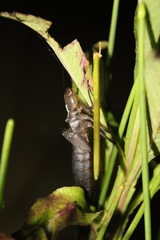 Anisoptera