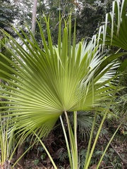 Pritchardia