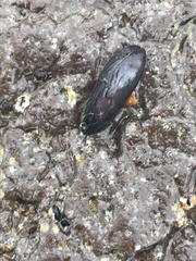 Brachidontes rostratus