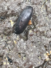 Brachidontes rostratus