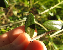 Venturia oleaginea