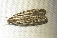 Leistarcha