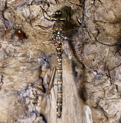Austroaeschna parvistigma