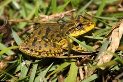 Scinax fuscovarius
