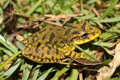 Scinax fuscovarius