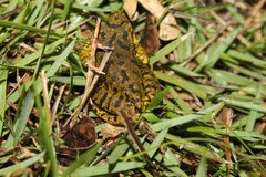 Scinax fuscovarius
