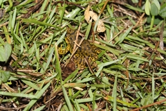 Scinax fuscovarius