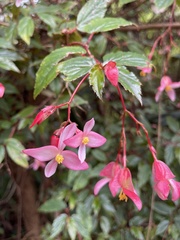 Begonia cucullata