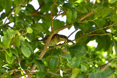 Spindalis portoricensis
