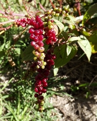 Deeringia amaranthoides