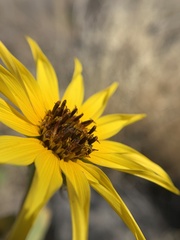Helianthus winteri