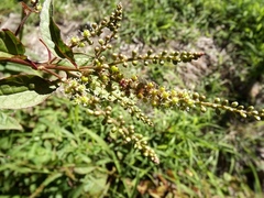 Deeringia amaranthoides