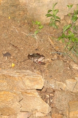 Anura