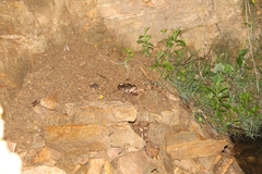 Anura
