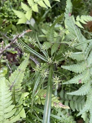Cyperus meyenianus