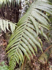 Cibotium glaucum