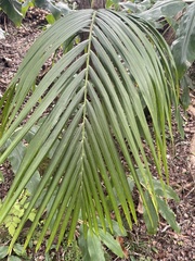 Archontophoenix alexandrae