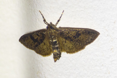 Palpita arsaltealis