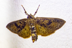 Palpita arsaltealis