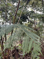 Cibotium glaucum