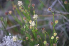 Opercularia vaginata