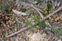 Opercularia vaginata