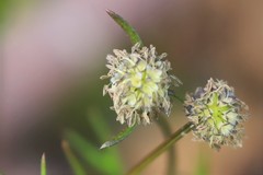 Opercularia vaginata