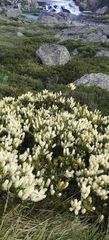Orites lancifolius