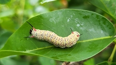 Ideopsis vulgaris