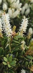 Orites lancifolius