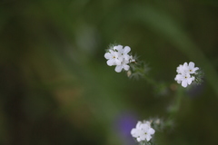Cryptantha muricata