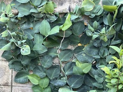 Rhaphidophora