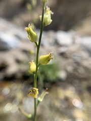 Streptanthus bernardinus