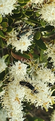 Orites lancifolius