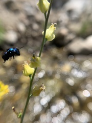 Streptanthus bernardinus