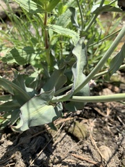 Streptanthus bernardinus